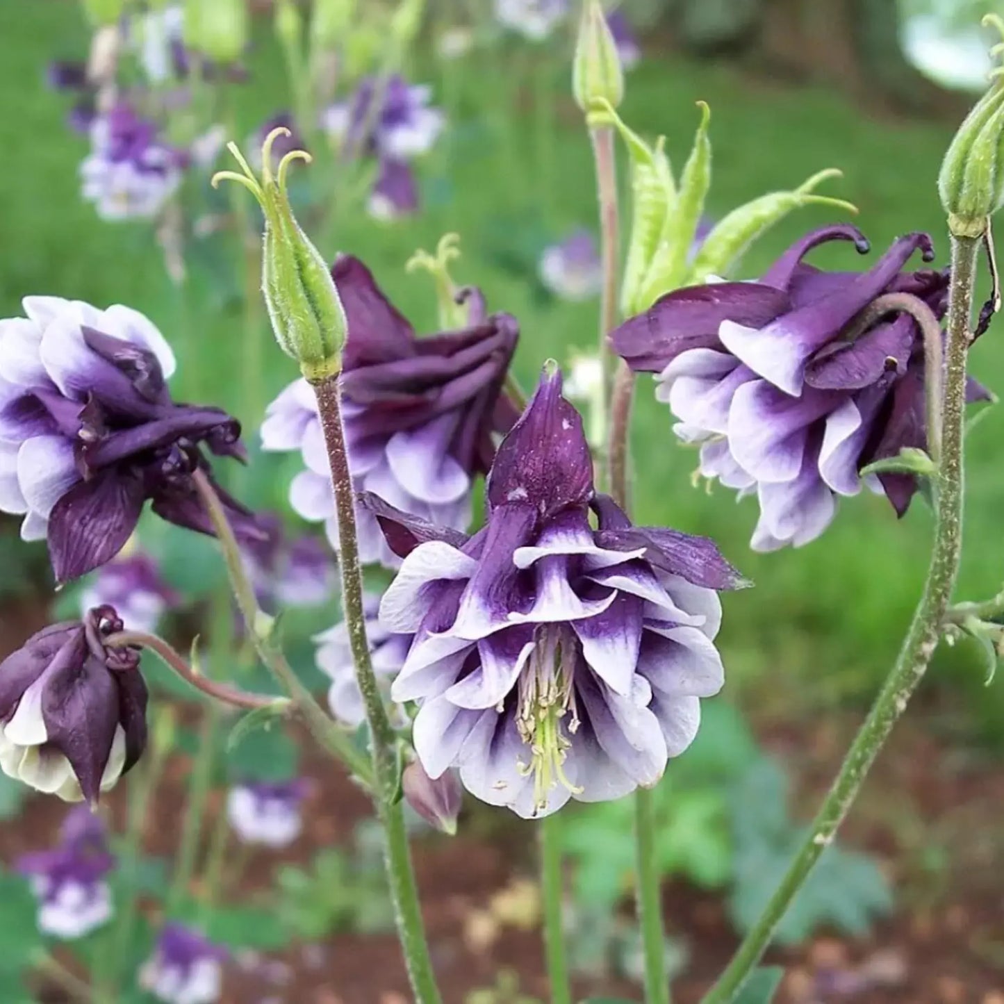Tower Columbine Flower seeds for Planting, Perfect for Borders Heirloom & GMO Free Seeds for Home Garden