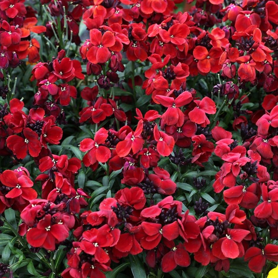 Heirloom Scarlet Flower seeds for Planting Long Bloom Season Heirloom & GMO Free Seeds for Home Garden
