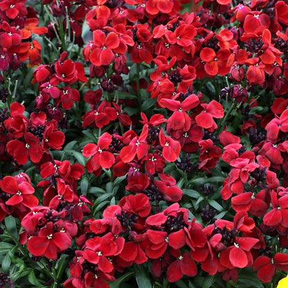 Heirloom Scarlet Flower seeds for Planting Long Bloom Season Heirloom & GMO Free Seeds for Home Garden