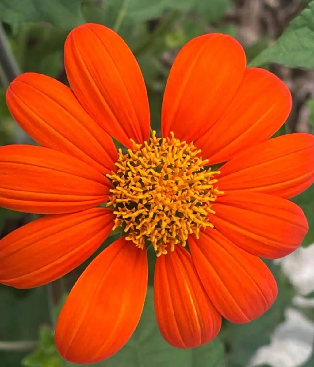 Premium Mexican Flower seeds for Planting Seasonal Bloomer Heirloom & GMO Free Seeds for Home Garden seeds