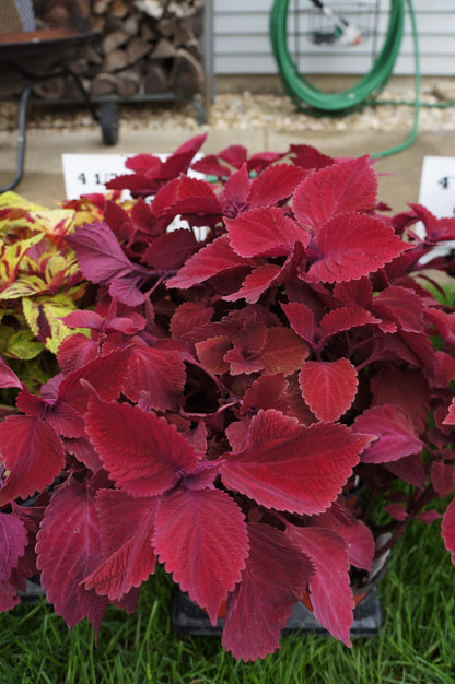 Pink Coleus Flower seeds for Planting Shade Tolerant Heirloom & GMO Free Seeds for Home Garden