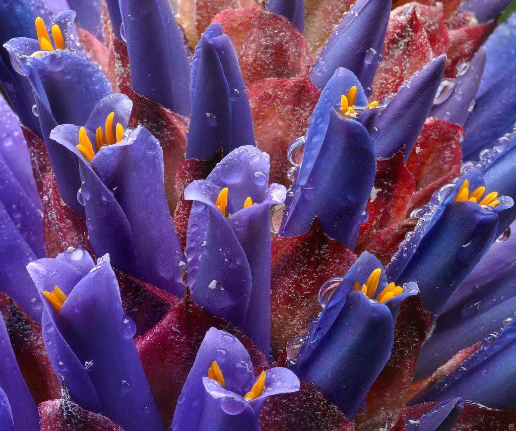 Blue Puya Venusta Flower seeds for Planting Fragrant Blossoms, Heirloom & GMO Free Seeds for Home Garden vegetable and garden seeds