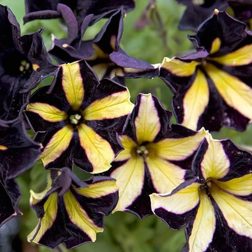 Yellow Black Playmates Flower seeds for Planting Sun Loving, Heirloom & GMO Free Seeds for Home Garden vegetable and garden seeds