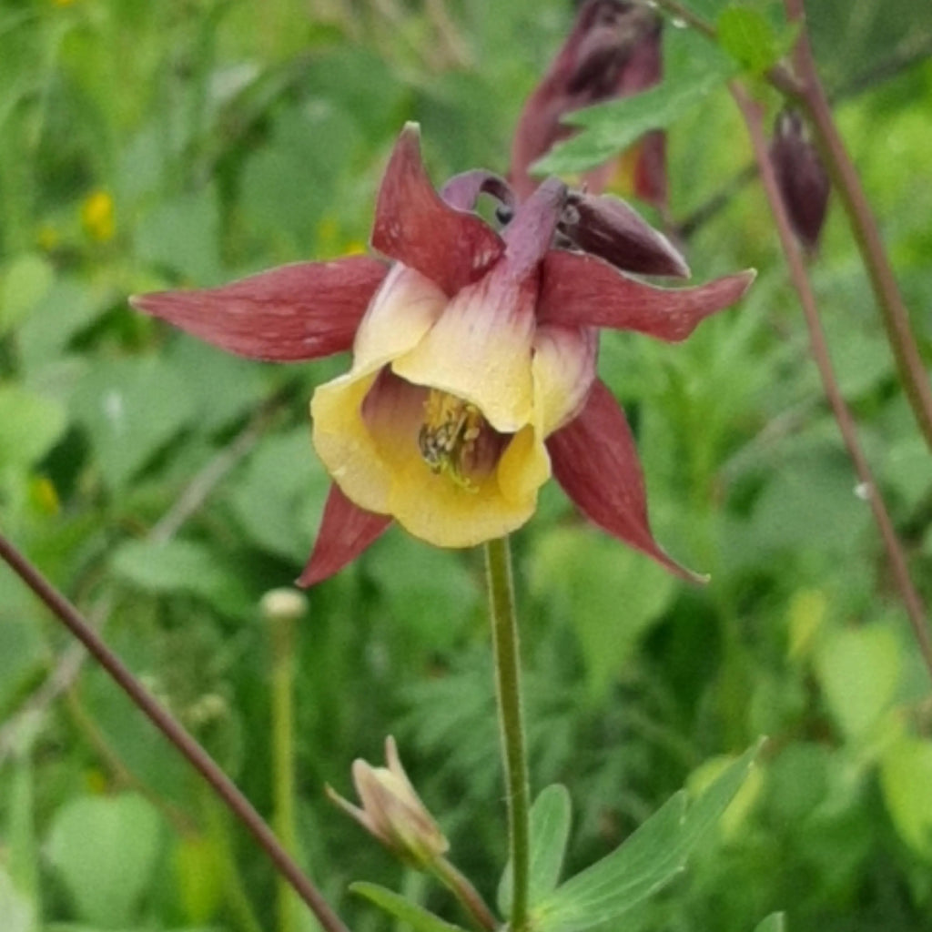 High quality Buergeriana Flower seeds for Planting Fragrant Blossoms, Heirloom & GMO Free Seeds for Home Garden seeds pack