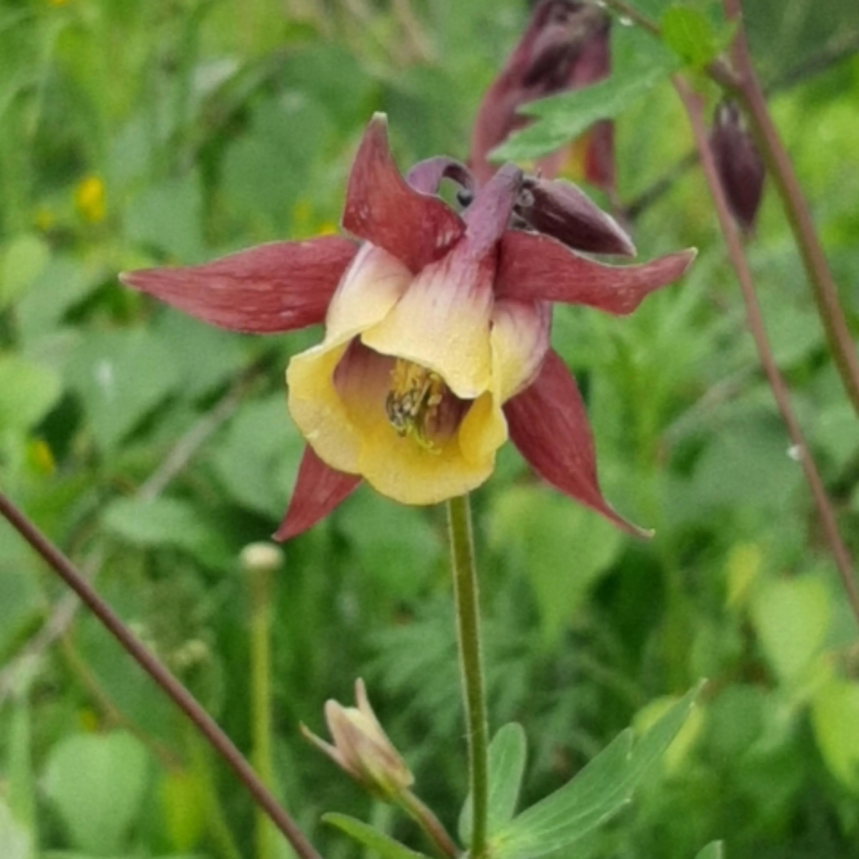 High quality Buergeriana Flower seeds for Planting Fragrant Blossoms, Heirloom & GMO Free Seeds for Home Garden seeds pack