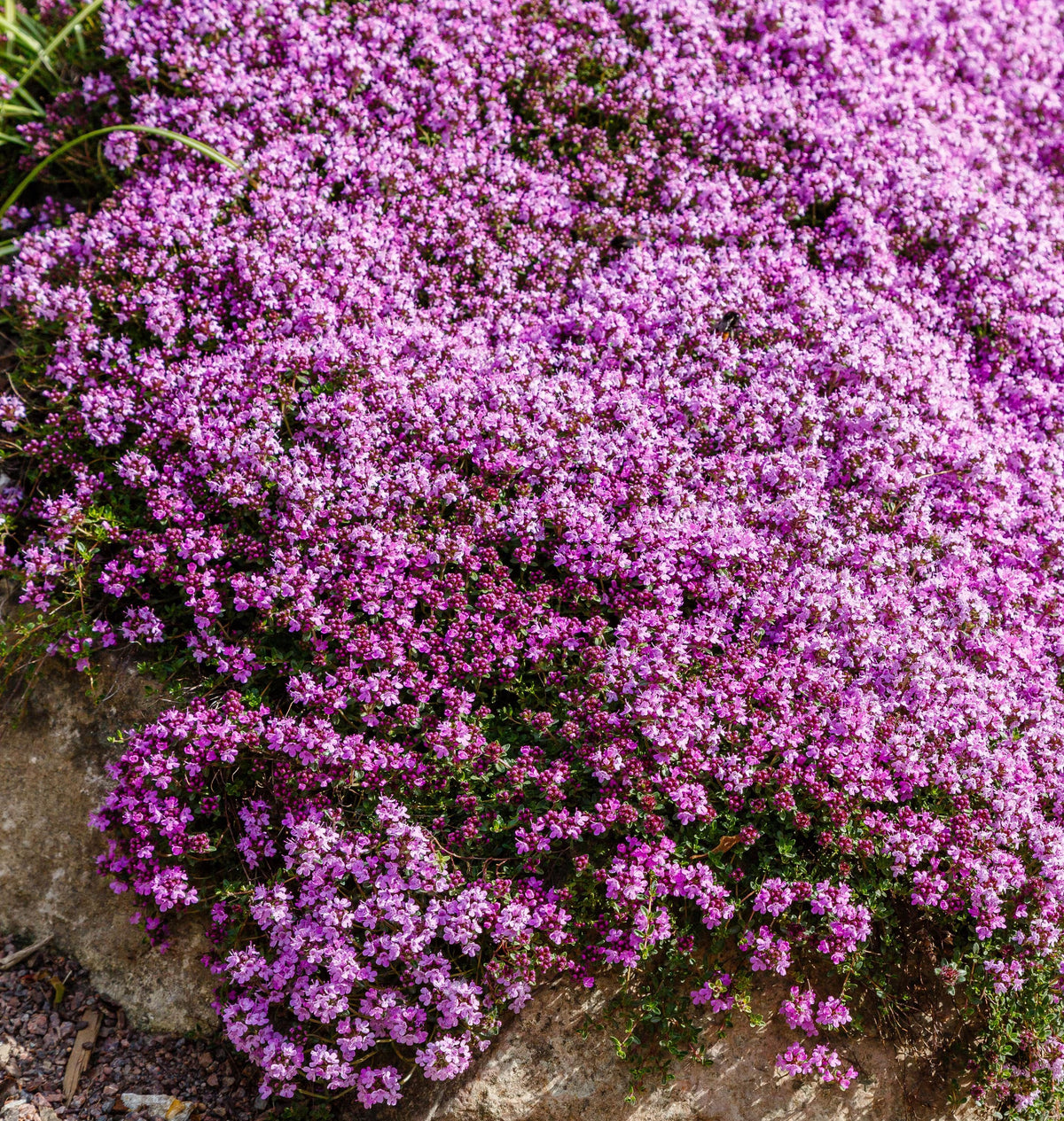Thymus Serpyllum Flower seeds for Planting Bright Blooms Heirloom & GMO Free Seeds for Home Garden