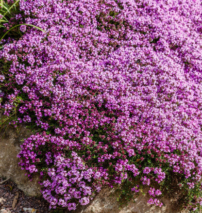 Thymus Serpyllum Flower seeds for Planting Bright Blooms Heirloom & GMO Free Seeds for Home Garden