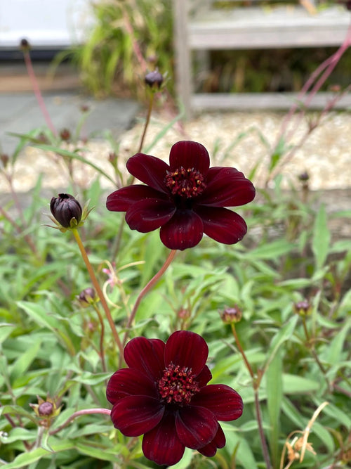 Premium Chocolate Clematis Flower seeds for Planting Compact Growth, Heirloom & GMO Free Seeds for Home Garden seeds