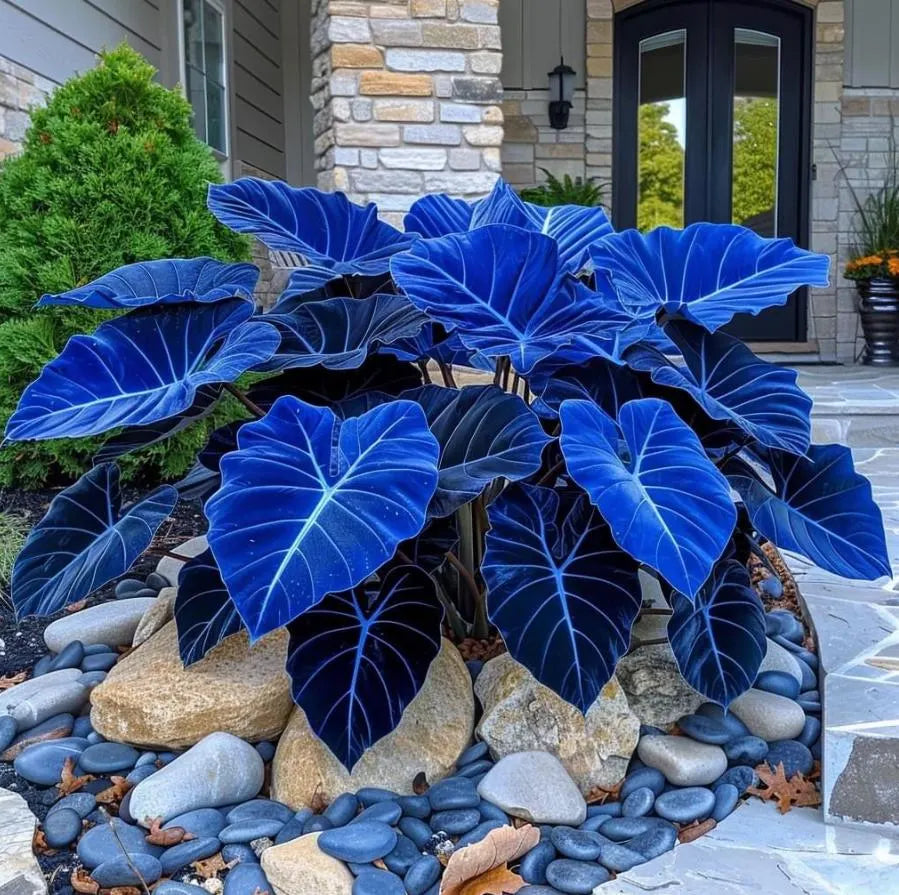 Caladium Leaf Flower seeds for Planting - Cottage Garden Essential, Heirloom & GMO Free Seeds for Home Garden
