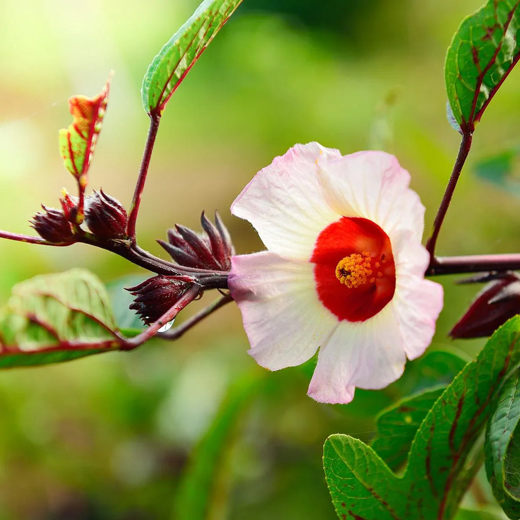 Roselle Hibiscus Sabdariffa Flower seeds for Planting Cut Flower Favorite, Heirloom & GMO Free Seeds for Home Garden vegetable and garden seeds