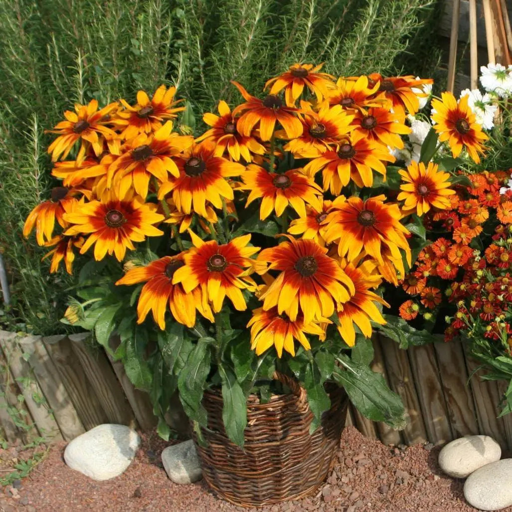 Premium Orange Cappuccino Rudbeckia Flower seeds for Planting Seasonal Bloomer, Heirloom & GMO Free Seeds for Home Garden seeds