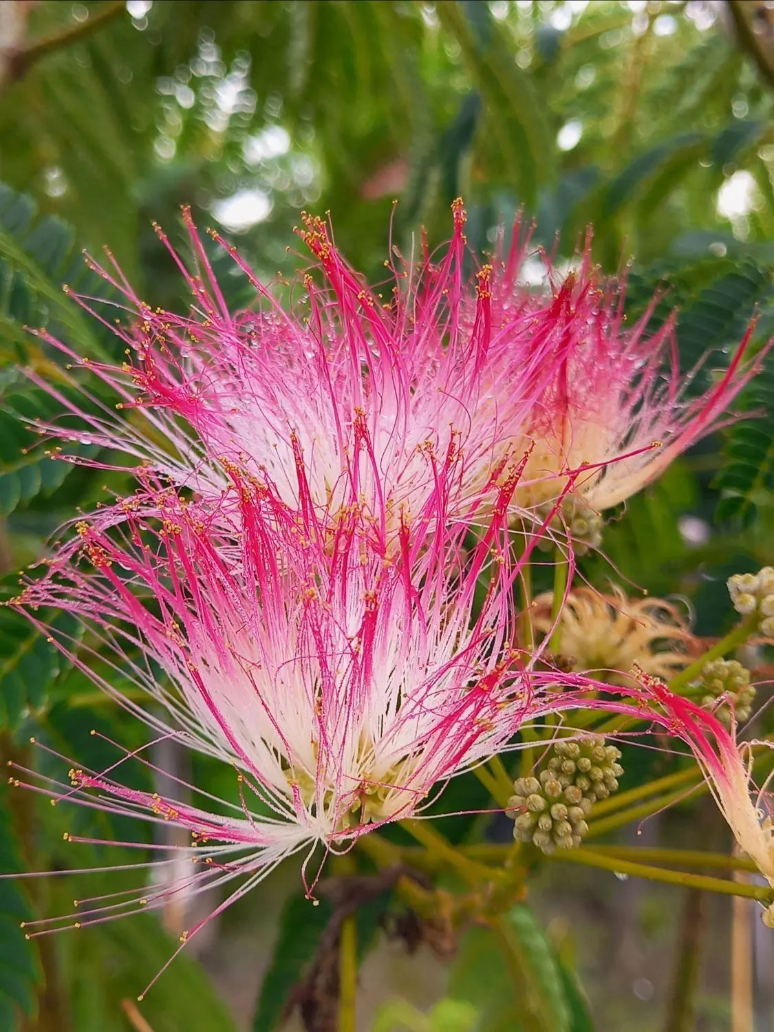 Perfume Albizia Mimosa Flower seeds for Planting Pollinator Friendly Heirloom & GMO Free Seeds for Home Garden
