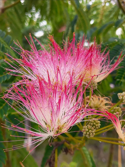Perfume Albizia Mimosa Flower seeds for Planting Pollinator Friendly Heirloom & GMO Free Seeds for Home Garden