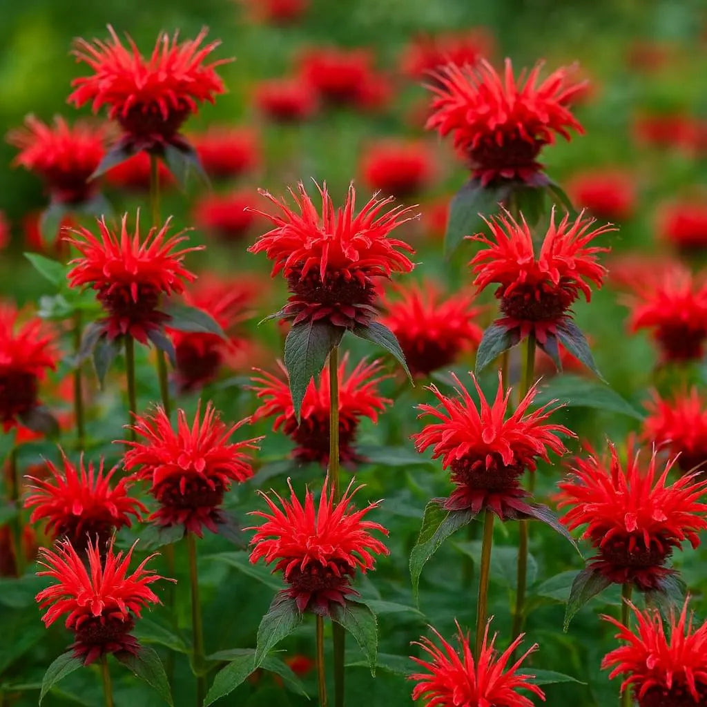 High quality Pink Wild Bergamot Monarda Fistulosa Mintleaf Bee Balm Flower seeds for Planting Hardy Variety, Heirloom & GMO Free Seeds for Home Garden seeds pack