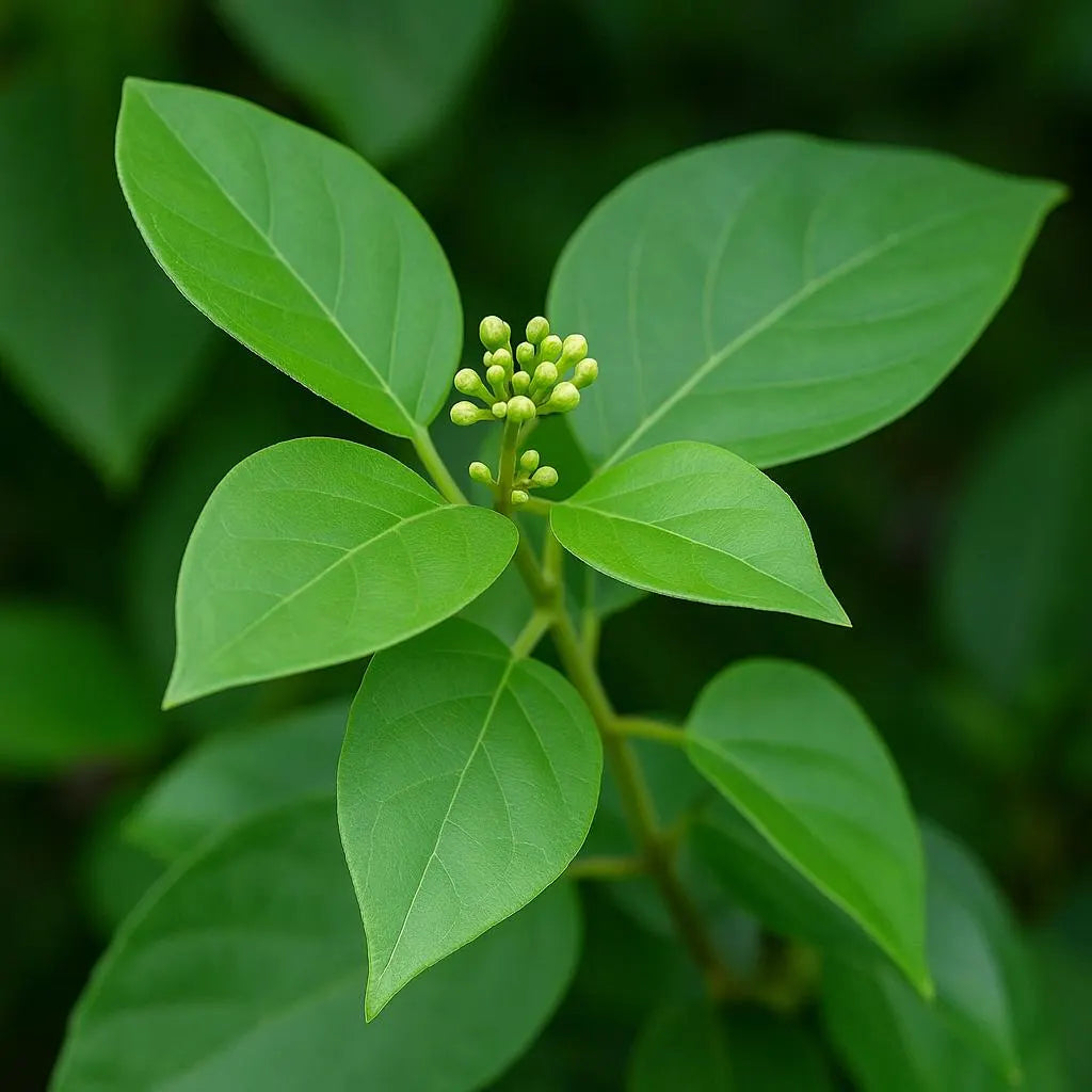 Gymnema Inodorum Flower seeds for Planting Fragrant Blossoms Heirloom & GMO Free Seeds for Home Garden