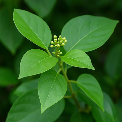 Gymnema Inodorum Flower seeds for Planting Fragrant Blossoms Heirloom & GMO Free Seeds for Home Garden