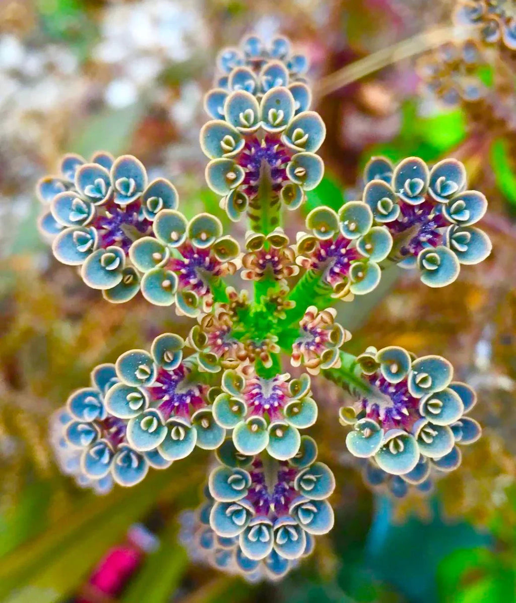 Premium Kalanchoe Flower seeds for Planting Cottage Garden Essential, Heirloom & GMO Free Seeds for Home Garden seeds