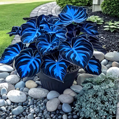 Mix Blue Caladium Flower seeds for Planting - Cottage Garden Essential, Heirloom & GMO Free Seeds for Home Garden