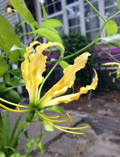 Gloriosa Lutea Flower seeds for Planting Compact Growth Heirloom & GMO Free Seeds for Home Garden