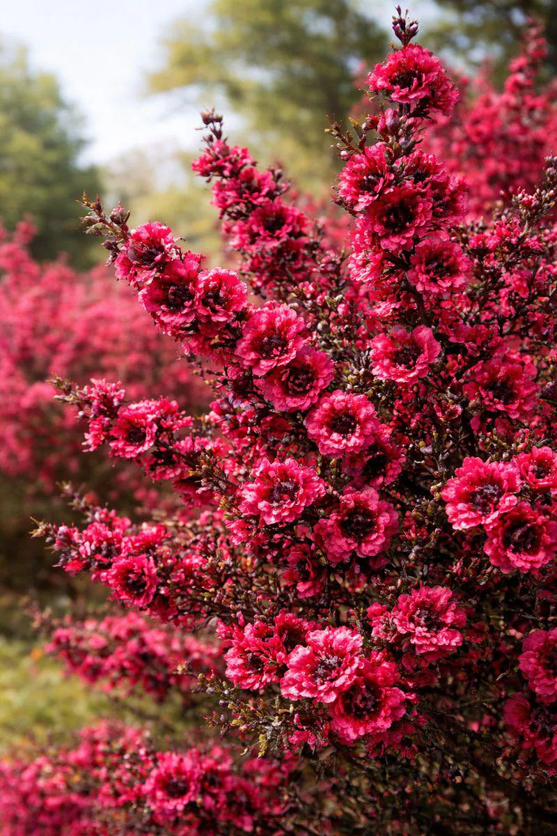 Pink Manuka Honey Teatree Leptospermum Scoparium Flower seeds for Planting Colorful Display, Heirloom & GMO Free Seeds for Home Garden vegetable and garden seeds