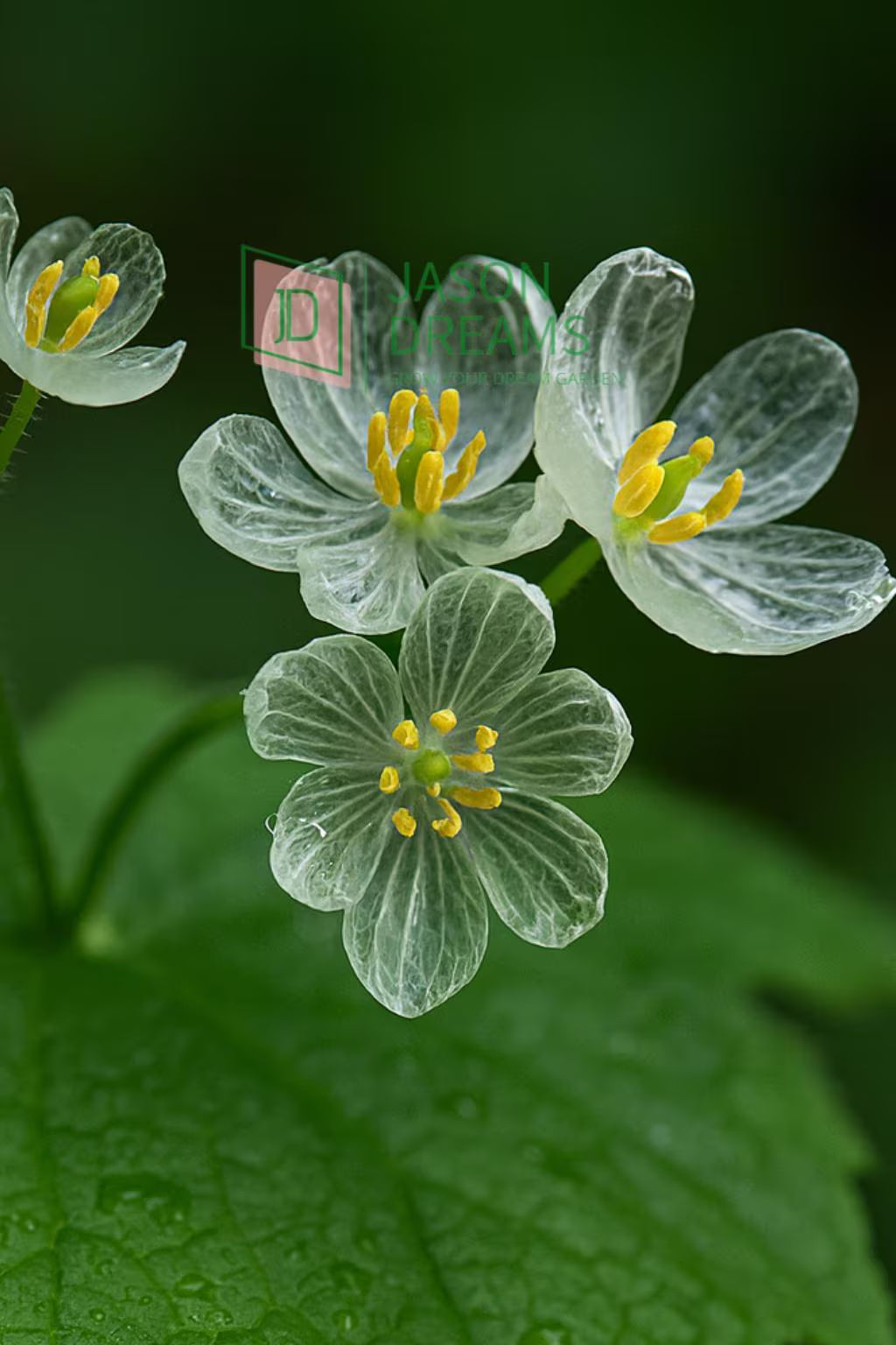 Transparent Skeleton Flower seeds for Planting - Easy to Grow, Heirloom & GMO Free Seeds for Home Garden
