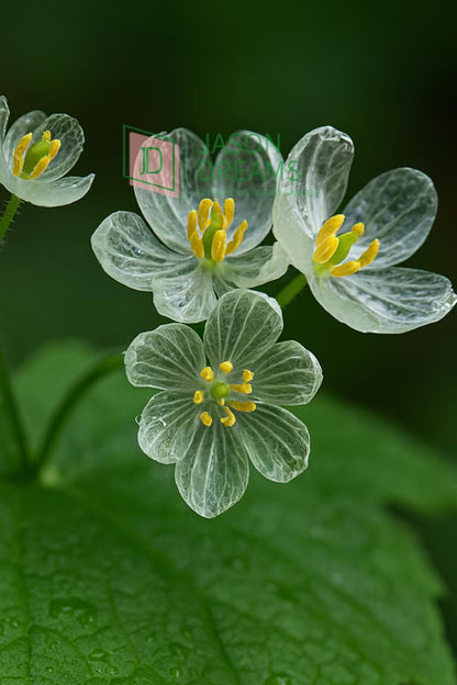Transparent Skeleton Flower seeds for Planting - Easy to Grow, Heirloom & GMO Free Seeds for Home Garden