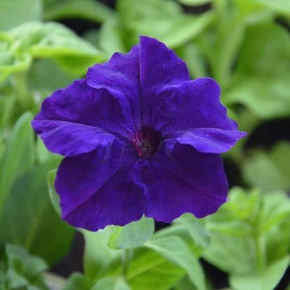 Blue Mandevilla Sanderi Flower seeds for Planting - Cottage Garden Essential, Heirloom & GMO Free Seeds for Home Garden