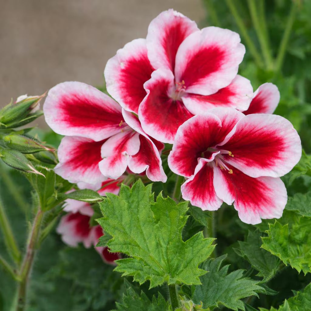 Light Grey Geranium Flower seeds for Planting Easy to Grow Heirloom & GMO Free Seeds for Home Garden