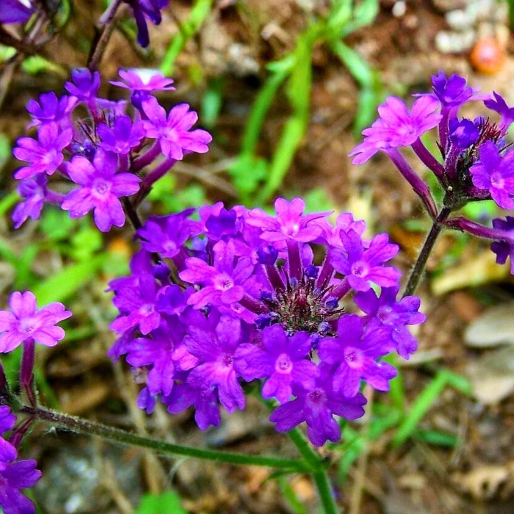 Hastata Flower seeds for Planting Shade Tolerant, Heirloom & GMO Free Seeds for Home Garden vegetable and garden seeds