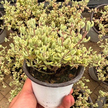 Dicrocaulon Ramulosum Flower seeds for Planting Cut Flower Favorite Heirloom & GMO Free Seeds for Home Garden