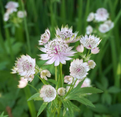 Astrantia Flower Seeds Flower seeds for Planting Cottage Garden Essential Heirloom & GMO Free Seeds for Home Garden