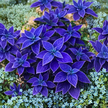 Blue White Coleus Flower seeds for Planting Vibrant Colors Heirloom & GMO Free Seeds for Home Garden