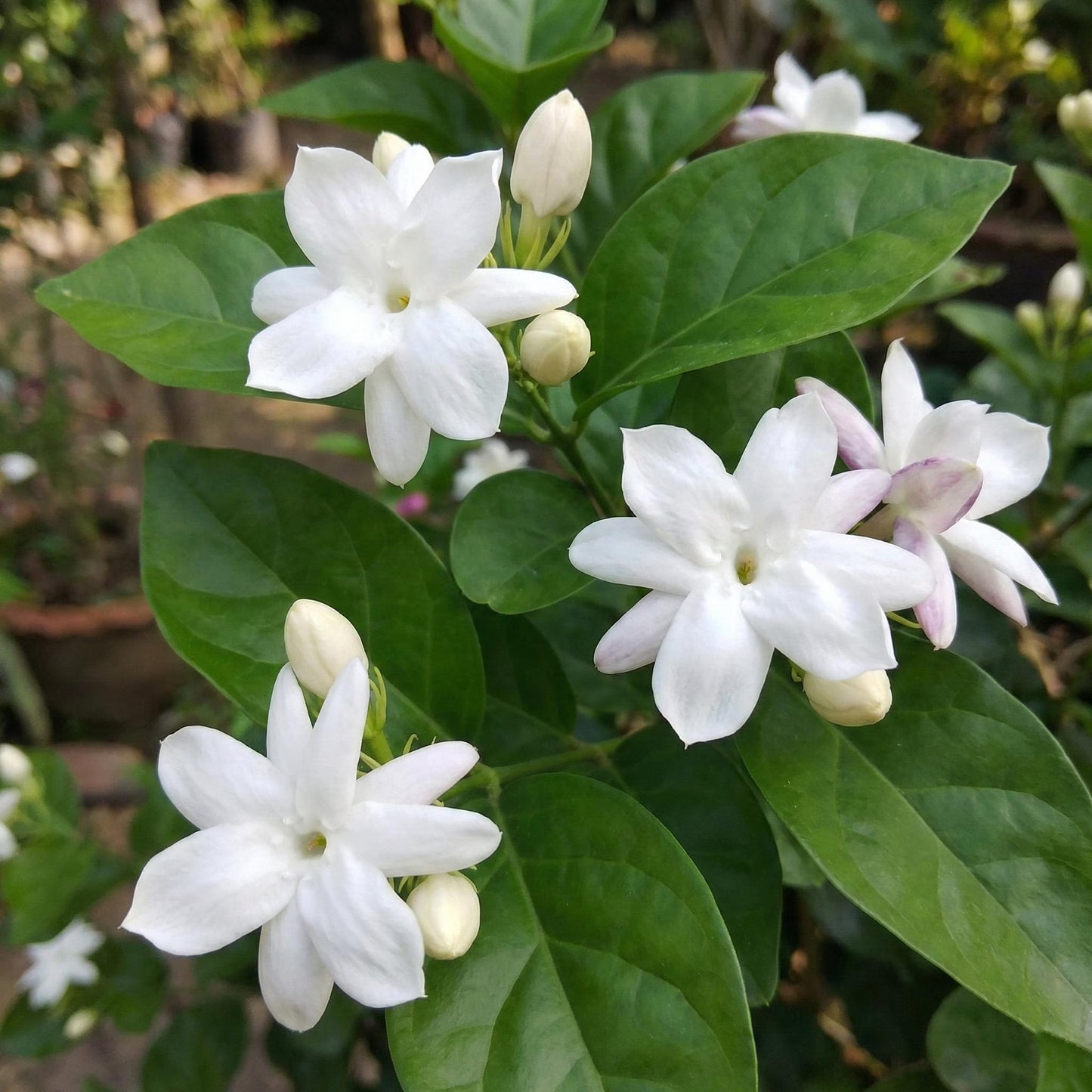 Jasmine Flower seeds for Planting - Low Maintenance, Heirloom & GMO Free Seeds for Home Garden