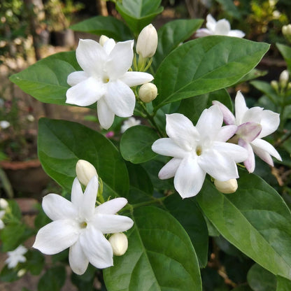 Jasmine Flower seeds for Planting - Low Maintenance, Heirloom & GMO Free Seeds for Home Garden