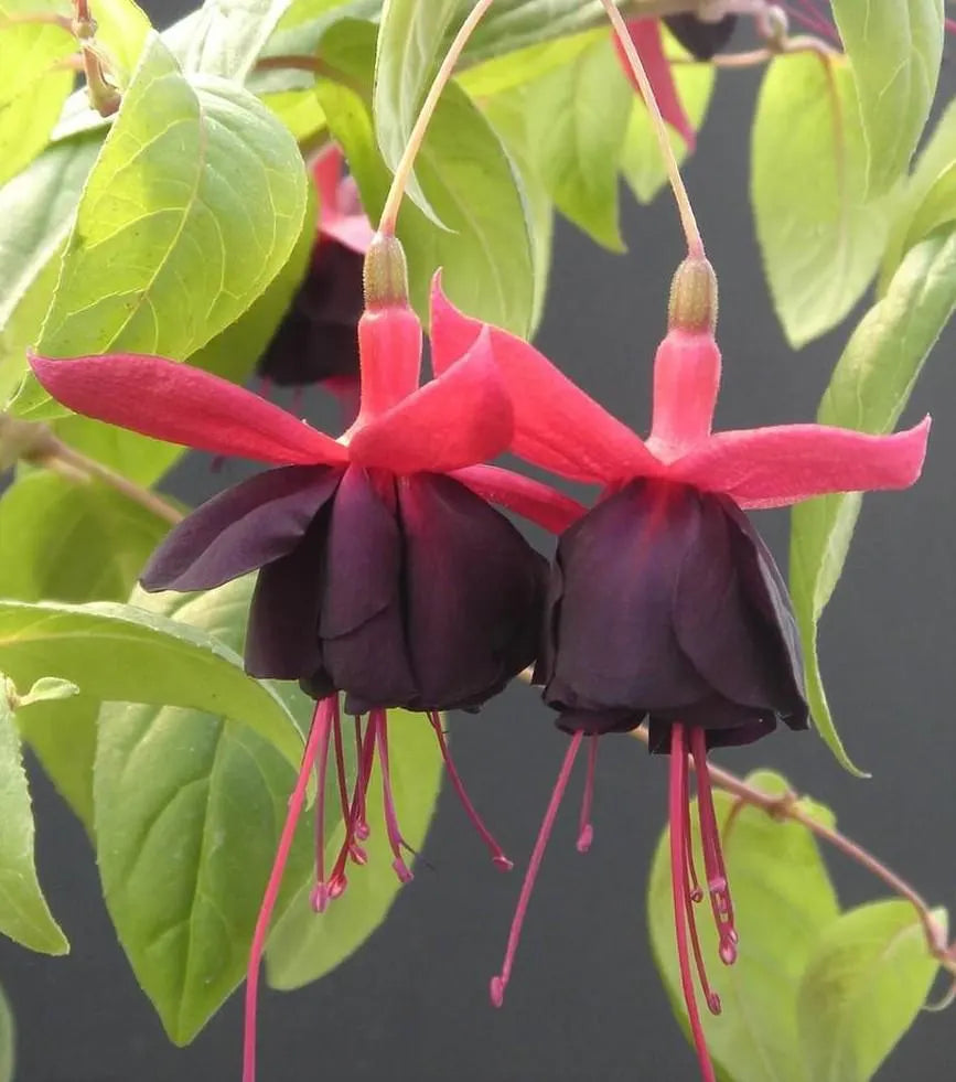 Premium Black Pink Fuchsia Flower seeds for Planting Garden Favorite, Heirloom & GMO Free Seeds for Home Garden seeds