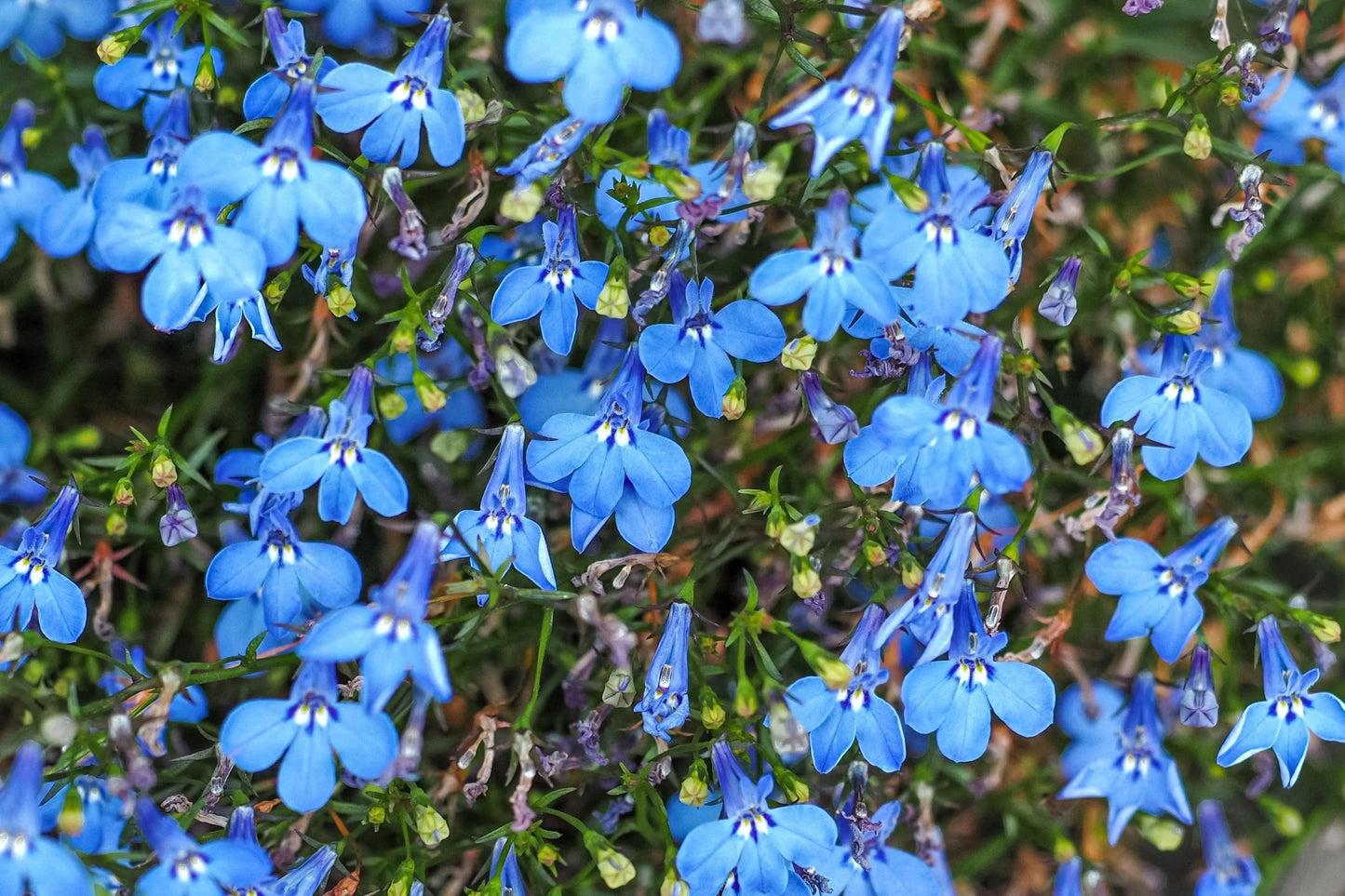 Regatta Flower seeds for Planting Wildflower Mix Heirloom & GMO Free Seeds for Home Garden