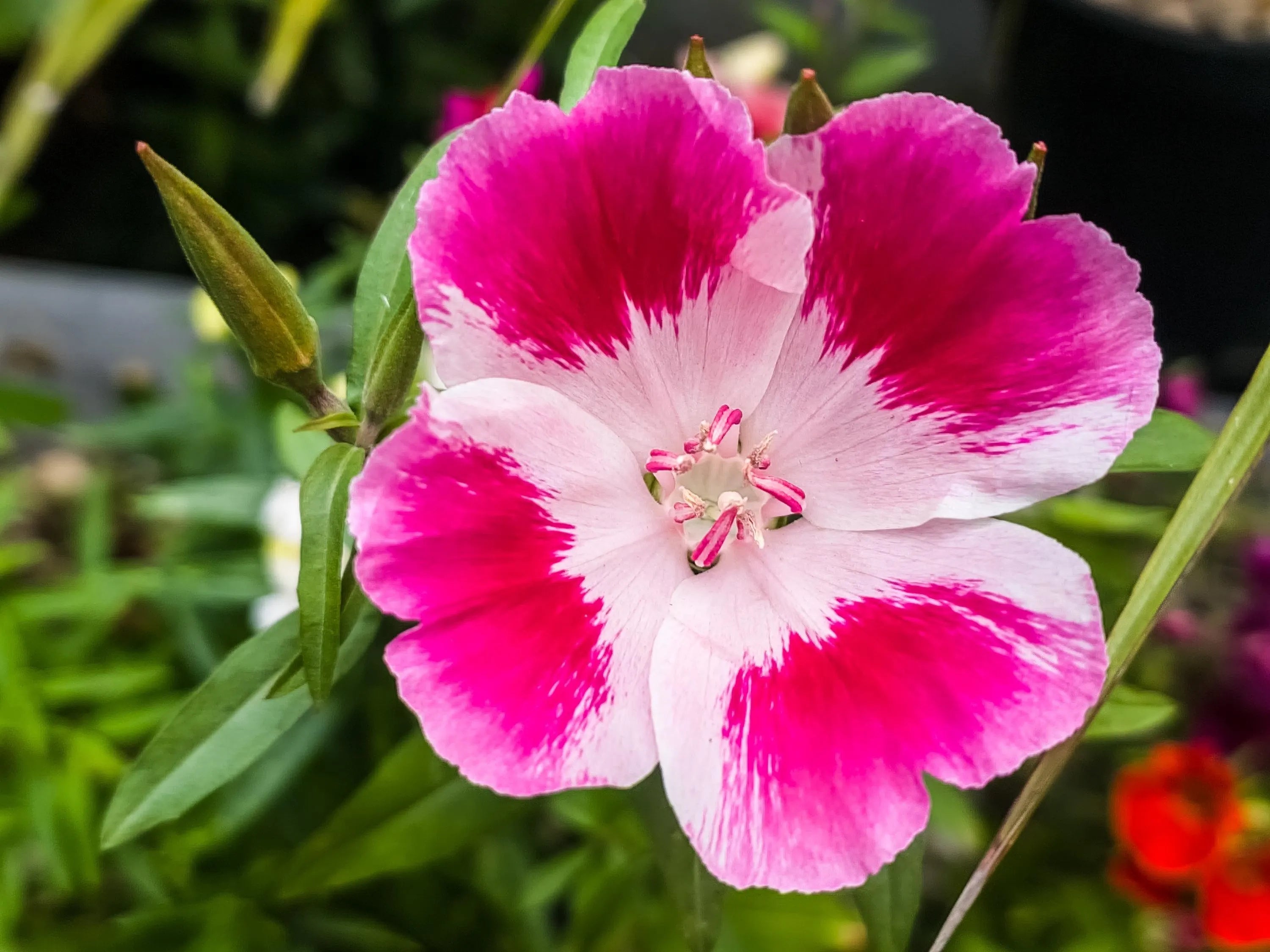 Premium Pink Godetia Flower seeds for Planting Pollinator Friendly, Heirloom & GMO Free Seeds for Home Garden seeds