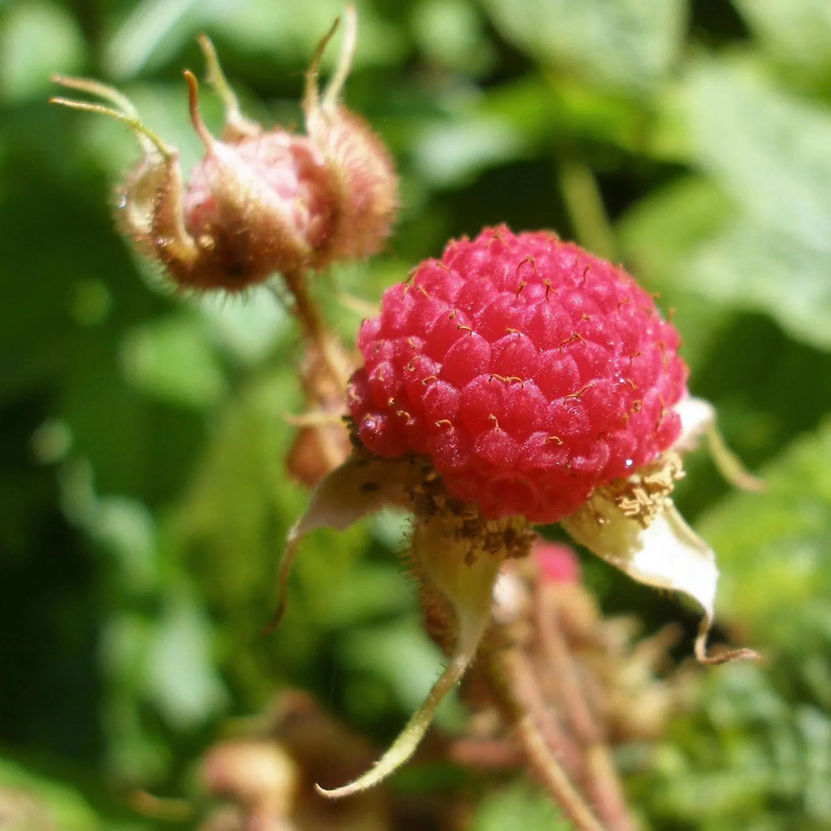 Purple Flowering Raspberry (Rubus odoratus) – Thornless Edible Fruit Berry Seeds