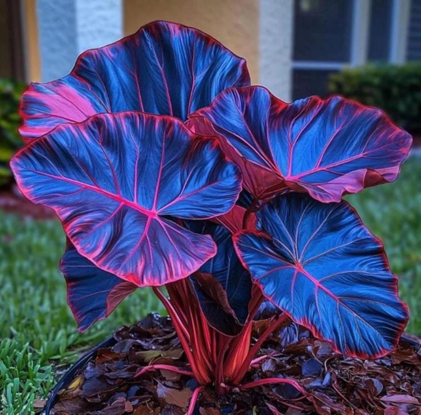 Dark Blue Caladium Flower seeds for Planting - Colorful Display, Heirloom & GMO Free Seeds for Home Garden