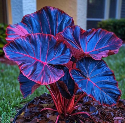 Dark Blue Caladium Flower seeds for Planting - Colorful Display, Heirloom & GMO Free Seeds for Home Garden
