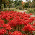 Lycoris Flower seeds for Planting Hardy Variety, Heirloom & GMO Free Seeds for Home Garden seeds for planting