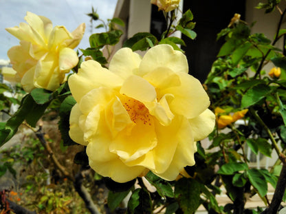 Xanthina Rose Flower seeds for Planting Wildflower Mix Heirloom & GMO Free Seeds for Home Garden