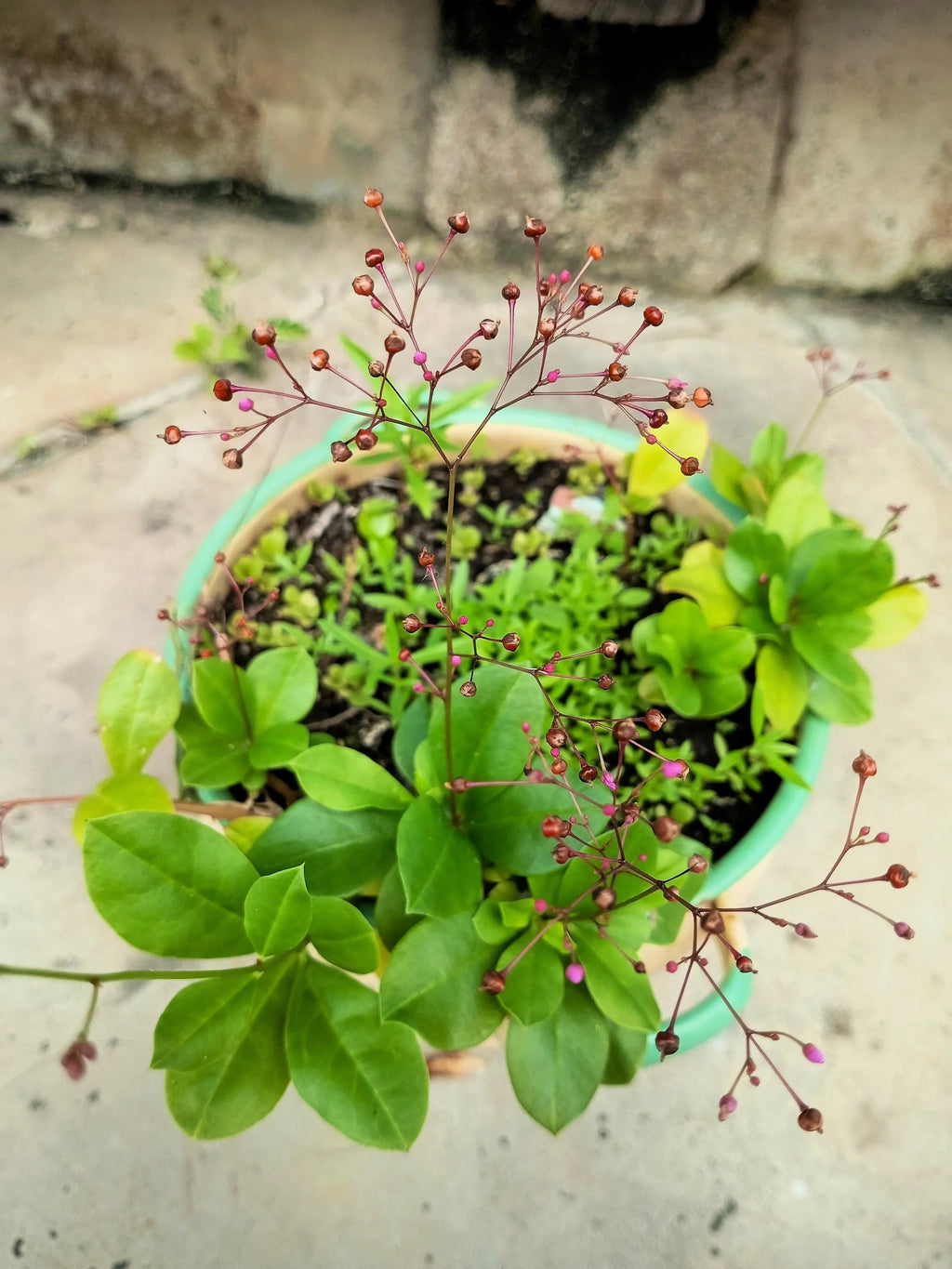 Talinum Paniculatum Flower seeds for Planting Drought Tolerant, Heirloom & GMO Free Seeds for Home Garden Sale vegetable and garden seeds