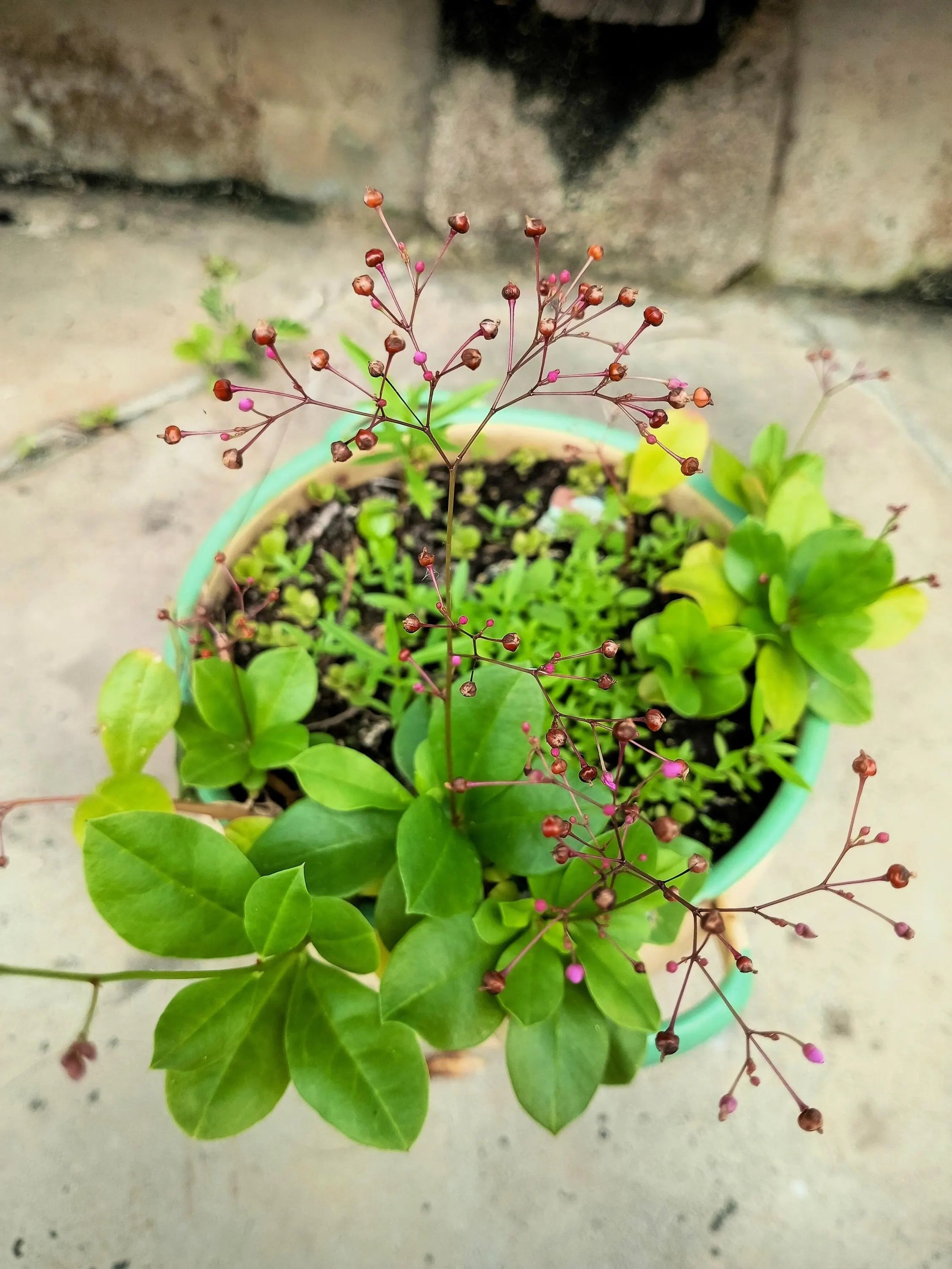 Talinum Paniculatum Flower seeds for Planting Drought Tolerant, Heirloom & GMO Free Seeds for Home Garden Sale vegetable and garden seeds