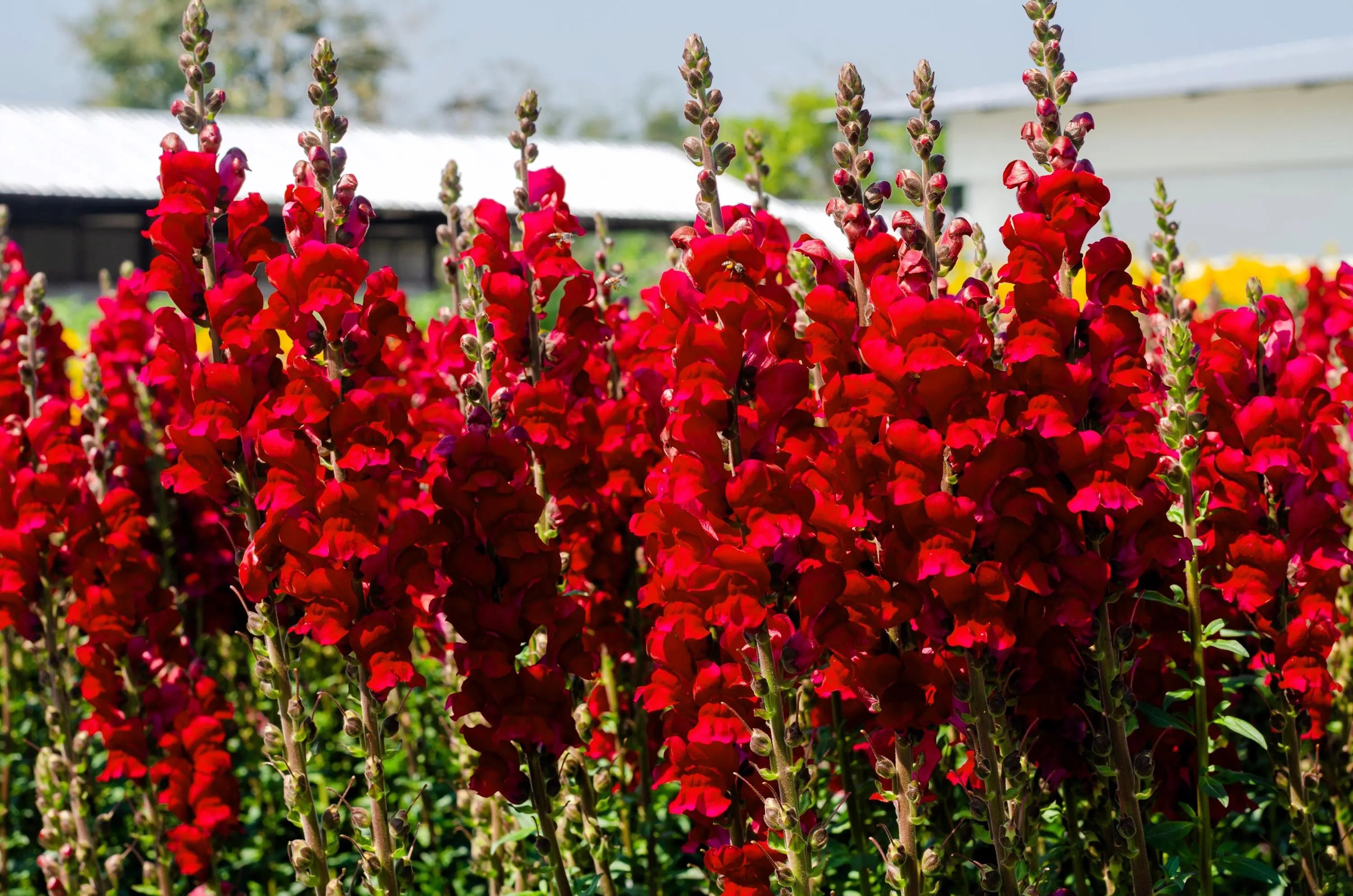 Antirrhinum Flower seeds for Planting Bright Blooms Heirloom & GMO Free Seeds for Home Garden vegetable and garden seeds
