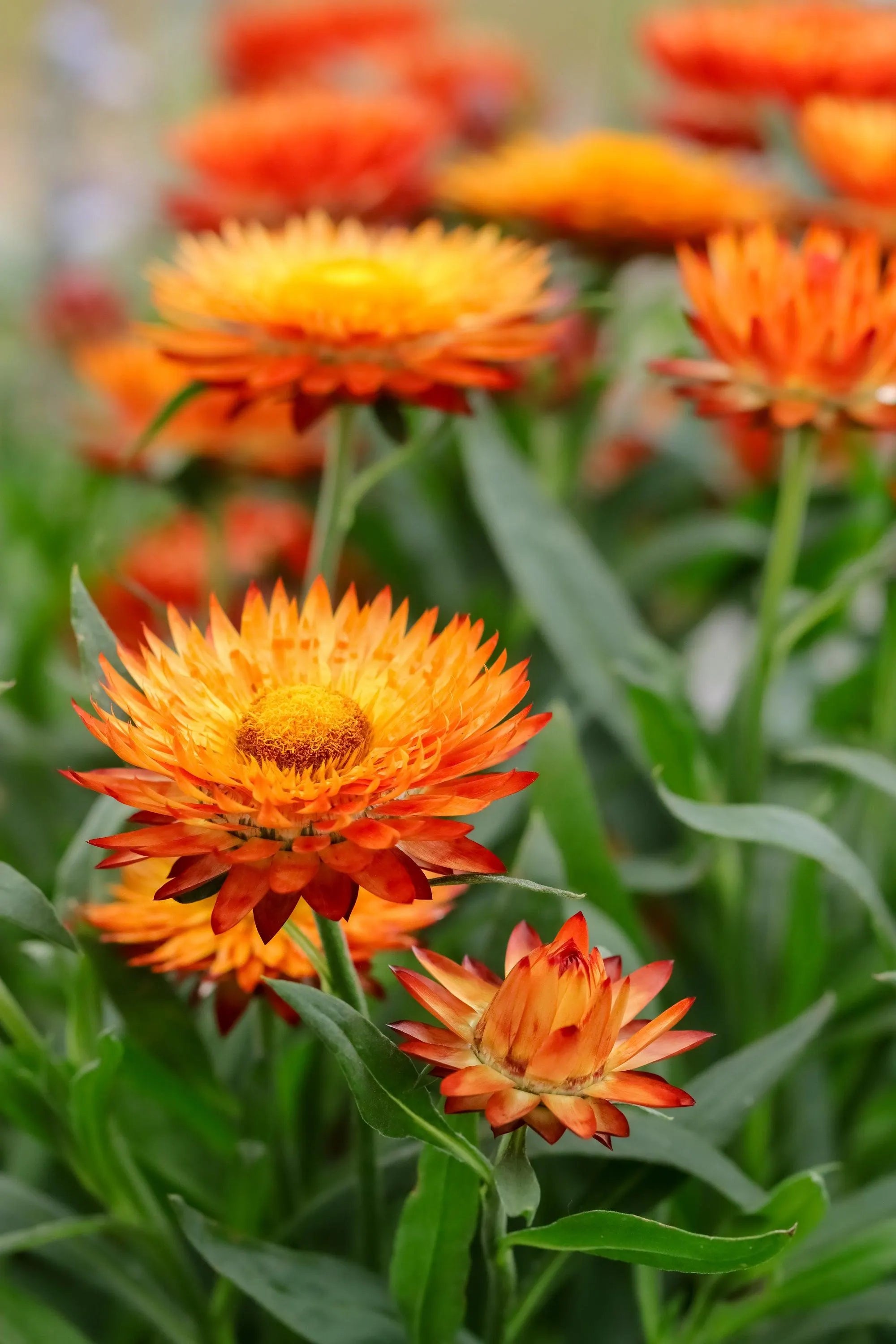Premium Yellow Orange Straw Flower seeds for Planting Cottage Garden Essential, Heirloom & GMO Free Seeds for Home Garden seeds