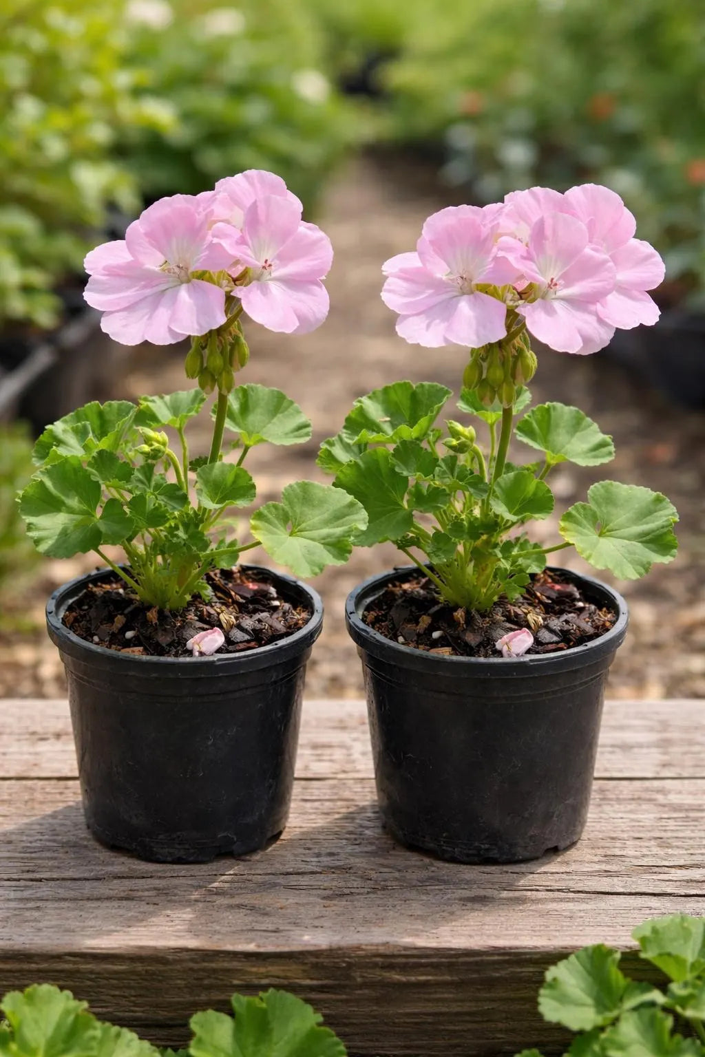 Light Pink Univalve Geranium Flower seeds for Planting Vibrant Colors, Heirloom & GMO Free Seeds for Home Garden seeds for planting
