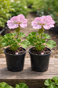 Light Pink Univalve Geranium Flower seeds for Planting Vibrant Colors, Heirloom & GMO Free Seeds for Home Garden seeds for planting