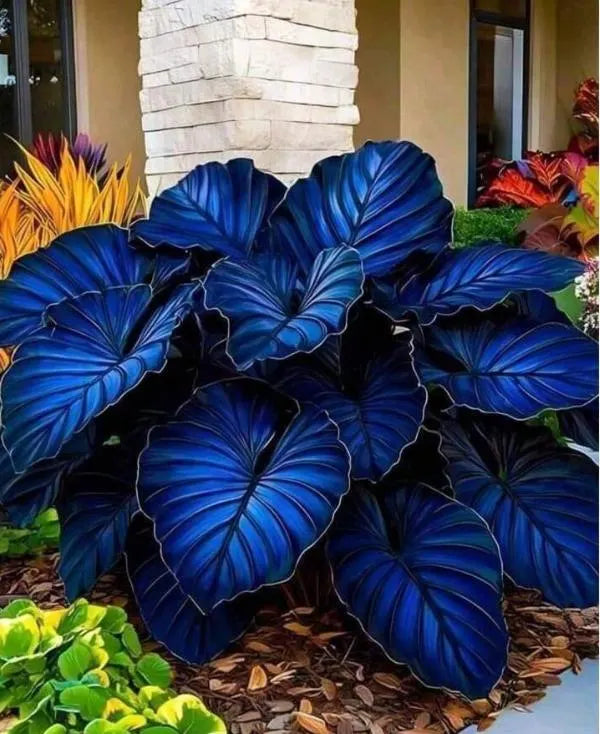 Caladium Leaf Flower seeds for Planting - Cottage Garden Essential, Heirloom & GMO Free Seeds for Home Garden