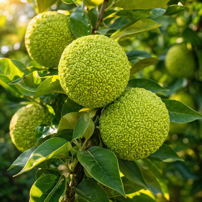 Osage Orange Seeds for Planting - Grow Your Own Trees